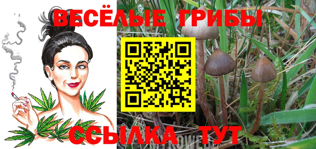 Псилоцибиновые грибы GOLDEN TEACHER  где продают   Шарыпово  Вход с VPN  Псилоцибиновые грибы Psilocybe 